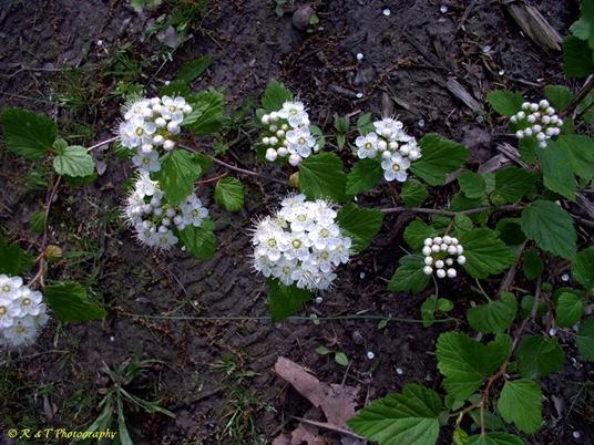 {Physocarpus opulifolius}